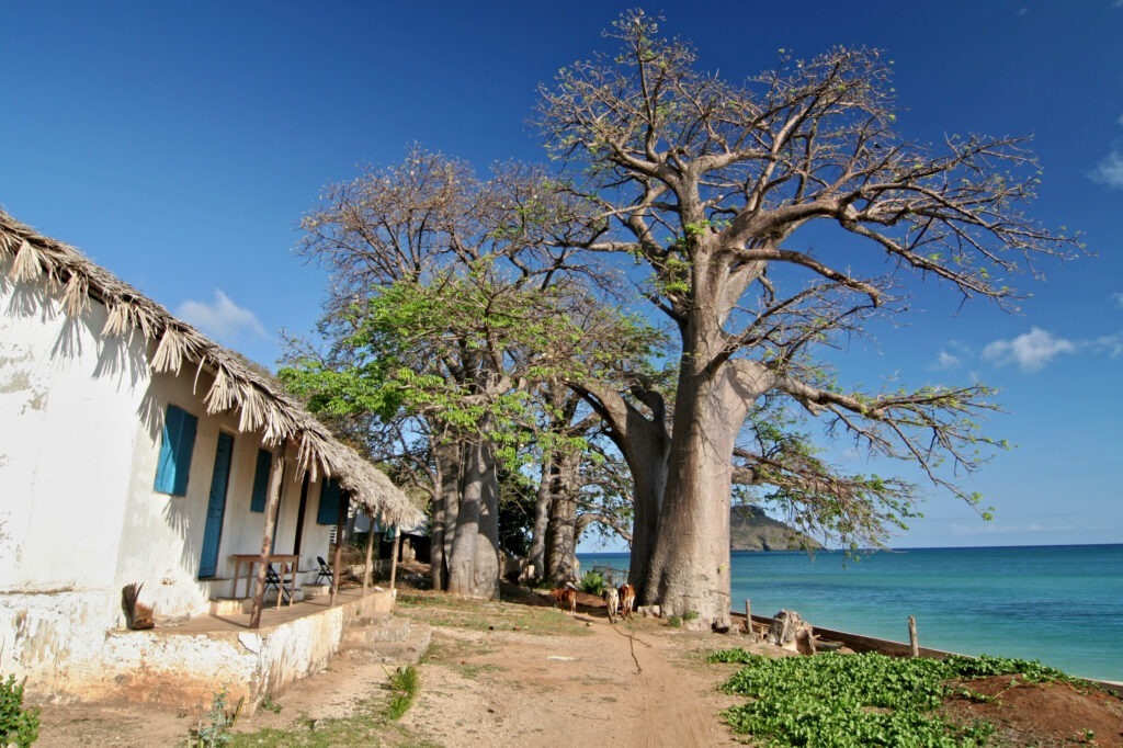 Baobab,Tree,On,The,Beach,In,The,Village,Of,Nioumachoua.